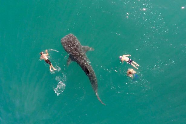 PAY-WHALE-SHARK-DRONE-FOOTAGE (1)
