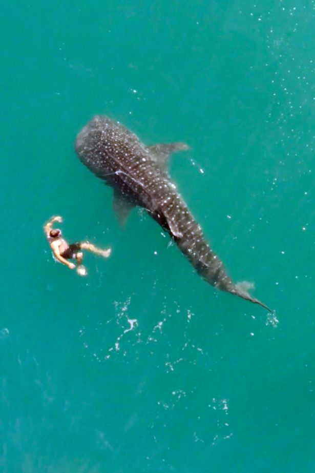 PAY-WHALE-SHARK-DRONE-FOOTAGE (2)