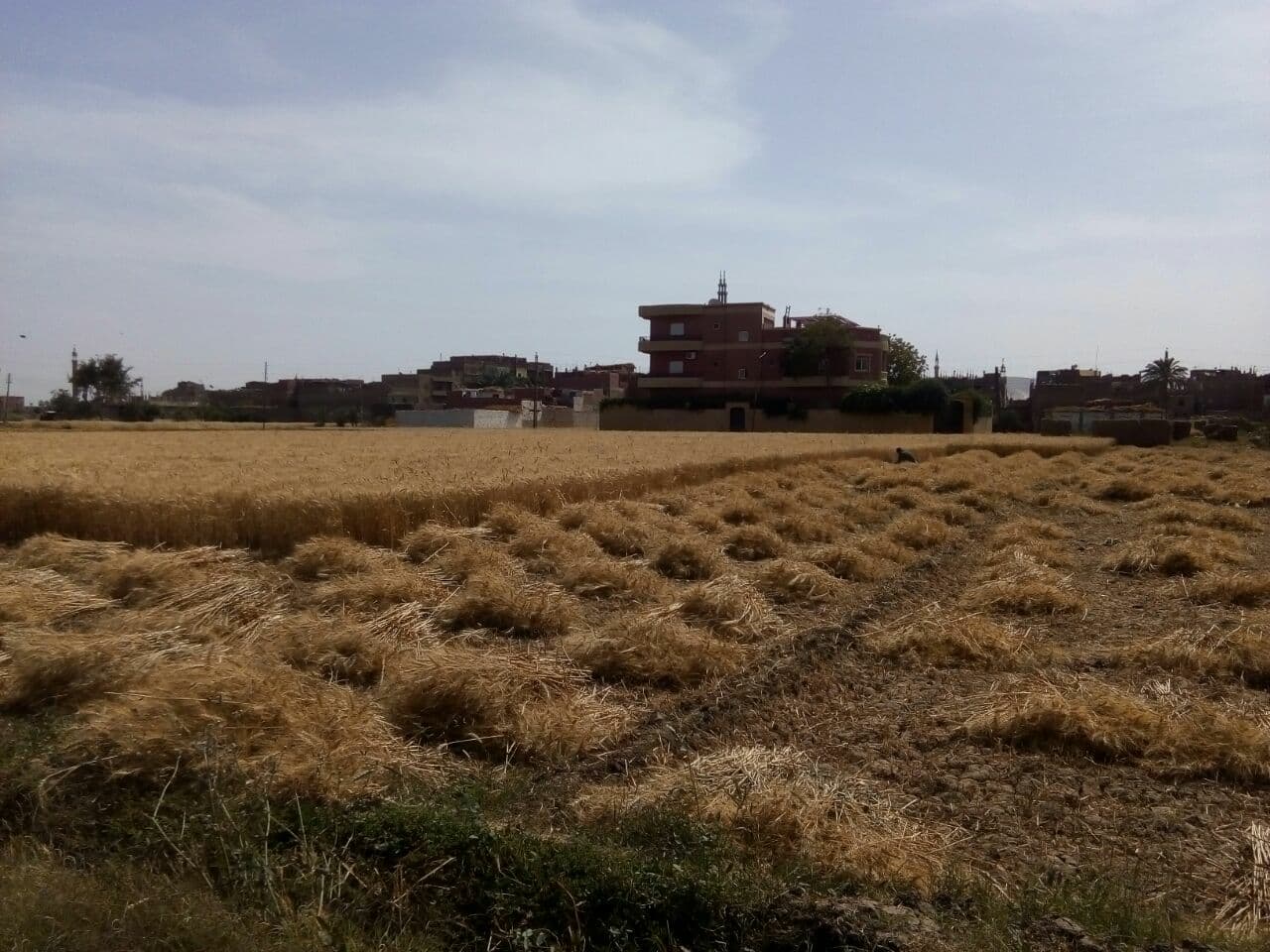 حصاد القمح فى سوهاج (2)