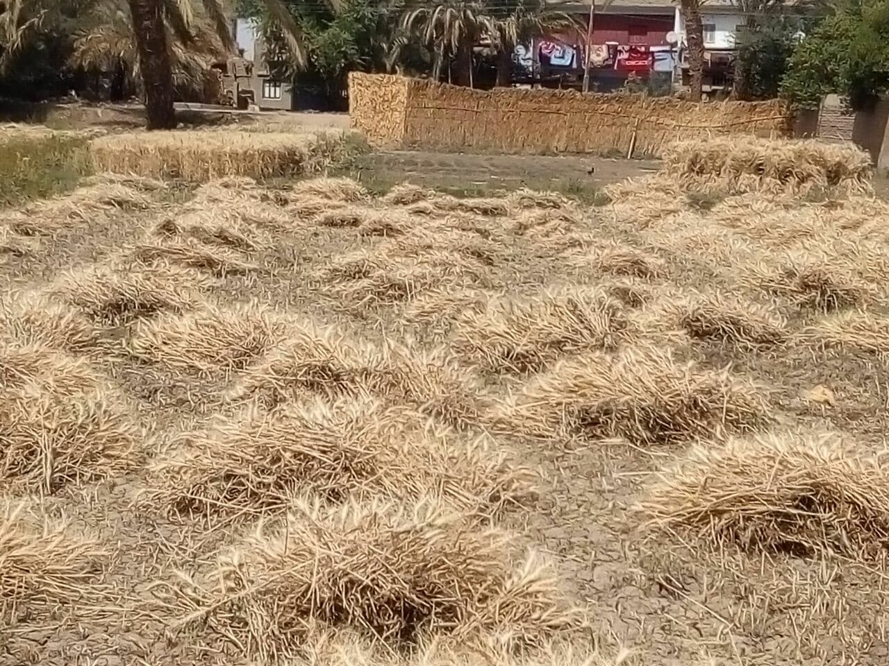 حصاد القمح فى سوهاج (5)