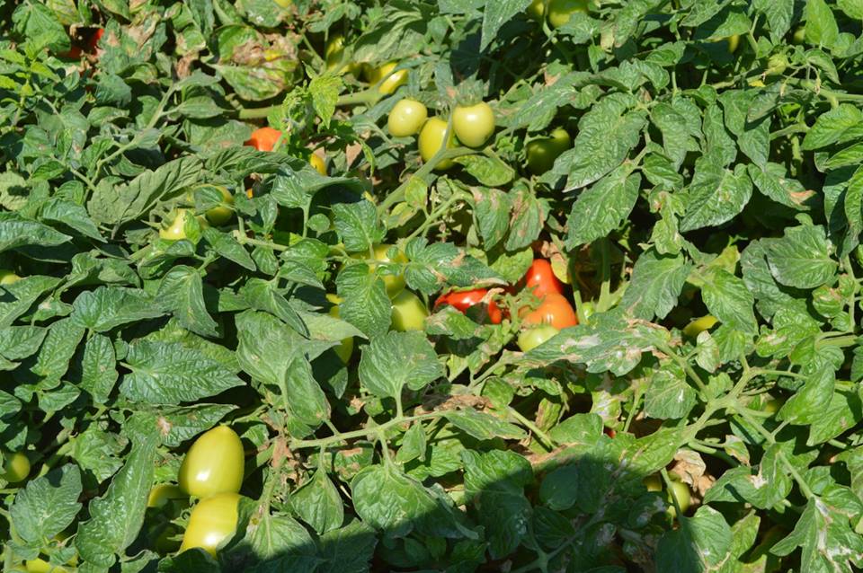 5- زراعات الطماطم
