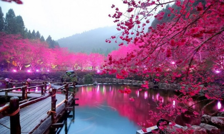 أزهار الكرز في اليابان