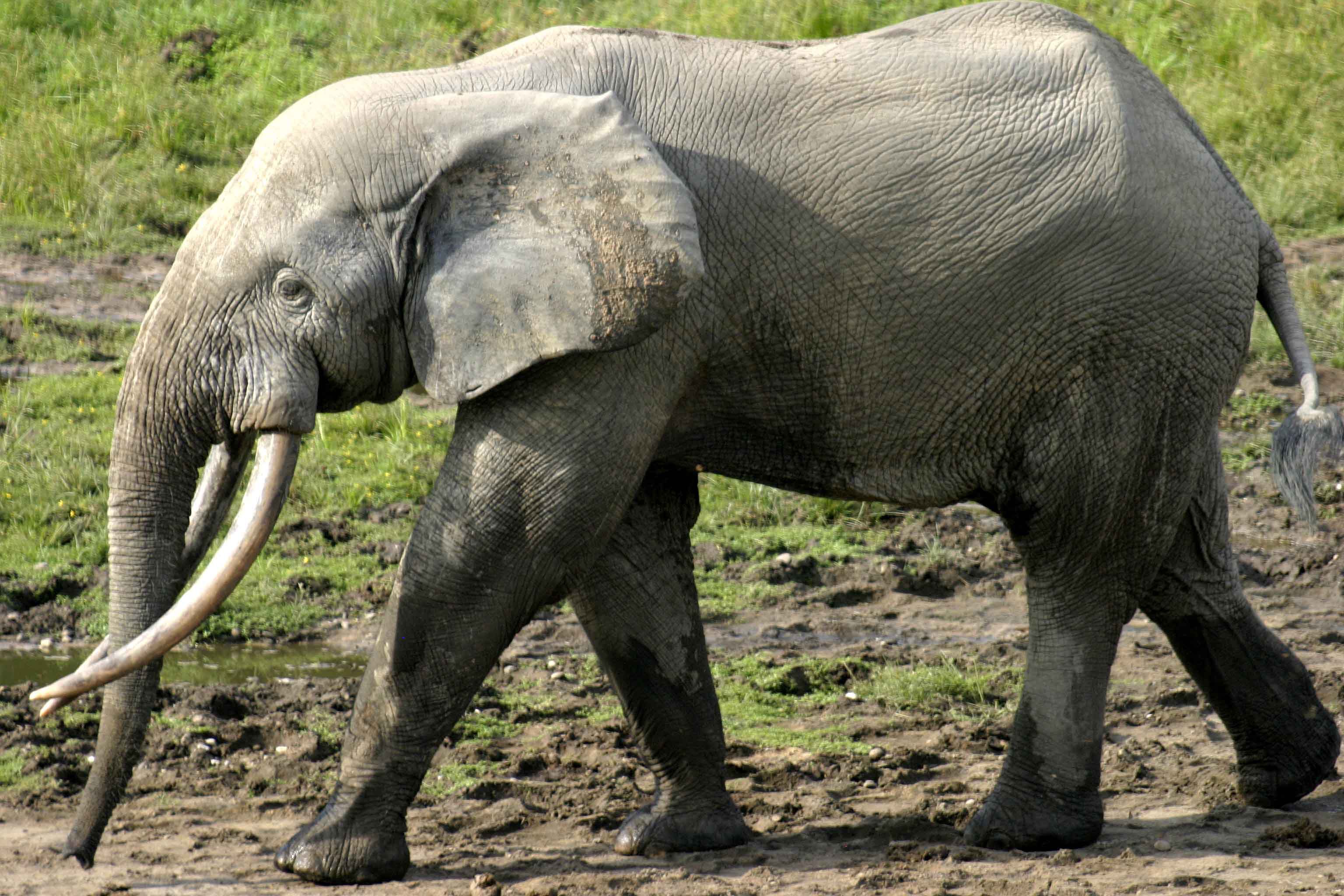 Forest-elephants-are-smaller-than-savanna-elephants