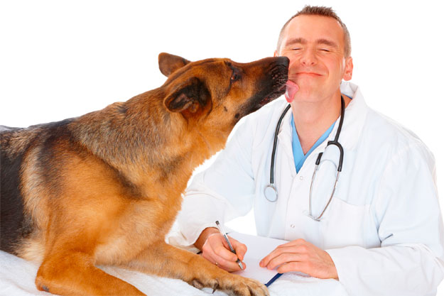 الكلاب والكشف عن السرطان