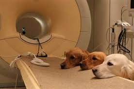 تدريب الكلاب للكشف عن أنواع مختلفة من السرطان
