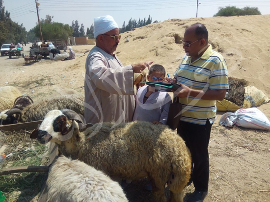 أضاحي العيد في سيناء (13)
