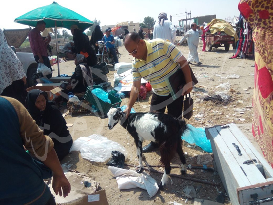 أضاحي العيد في سيناء (24)