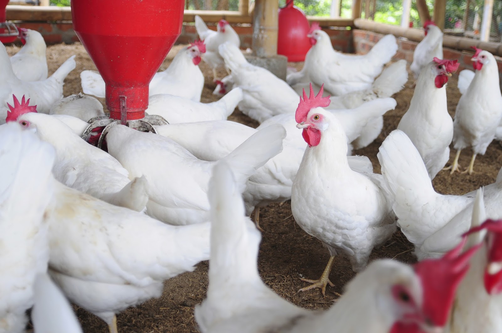 Poultry_Farming-1