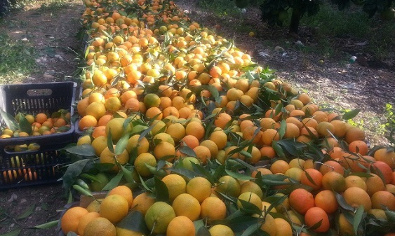 جمع محصول البرتقال