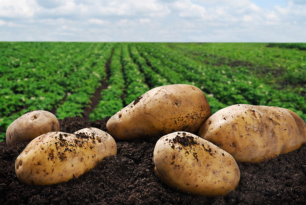 زراعة وإنتاج البطاطس