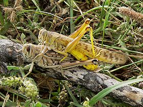 280px-Copulating_desert_locust_pair