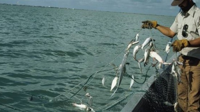 صيد الأسماك بالصعق الكهربائى جريمة وضد القانون