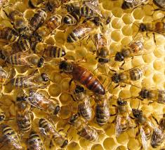 النحل وقرص العسل