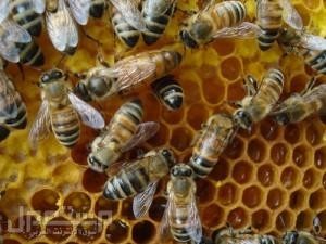 النحل حول قرص العسل