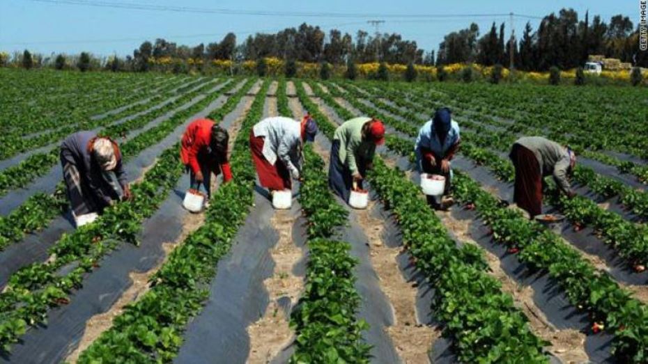 الزراعة فى إفريقيا