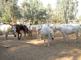 محطة الزهراء لتربية الخيول العربية