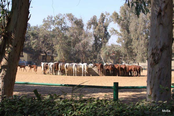 محطة الزهراء لتربية الخيول العربية الأصيلة