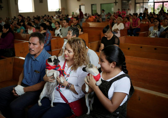 أسر مكسيكية تذهب للكنيسة بصحبة حيواناتها