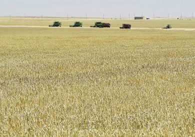القمح فى مشروع غرب غرب المنيا
