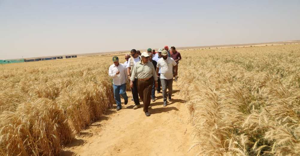 زراعة وحصاد القمح فى مشروع غرب المنيا