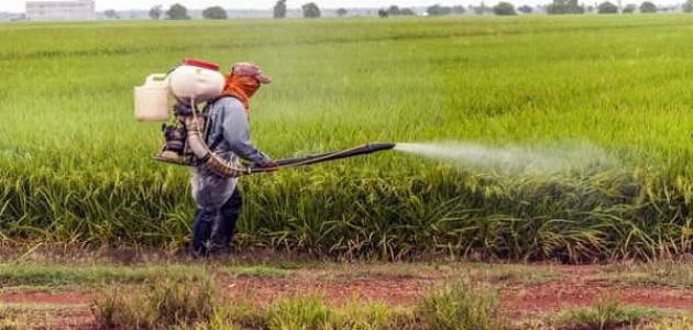 رش الزراعات بالمبيدات الحشرية