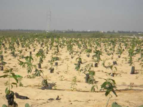 زراعة الصحارى على المياه الجوفية