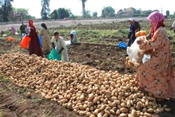 زراعة وتصدير البطاطس