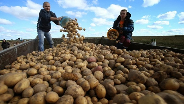 زراعة وتصدير محصول البطاطس