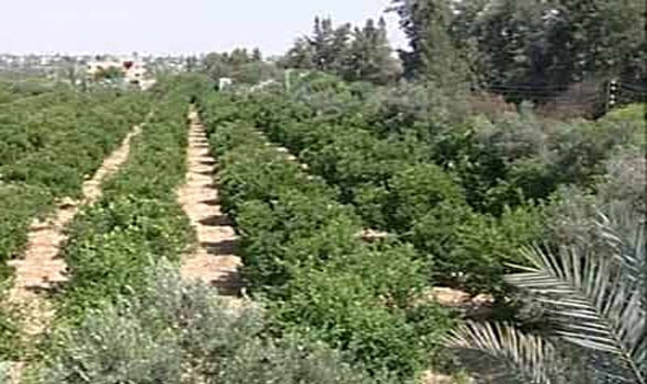 زراعة الزيتون فى سيناء