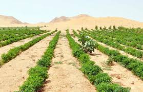 الأراضى الصحراوية المستصلحة دعم للإنتاج الزراعى