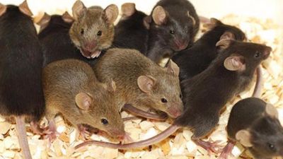 الفئران سبب من أسباب انتقال مرض الطاعون