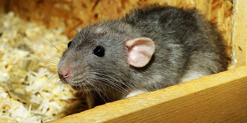 الفئران تعيد ظهور مرض الطاعون