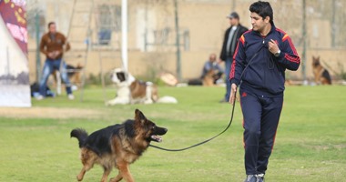 كلب داخل المسابقة كلب داخل المسابقة