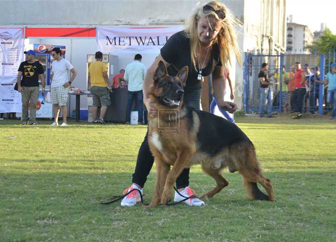 فى مسابقة جمال الكلاب فى مسابقة جمال الكلاب
