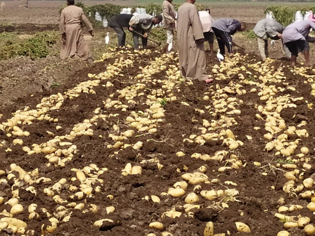 زراعة وتقليع البطاطس
