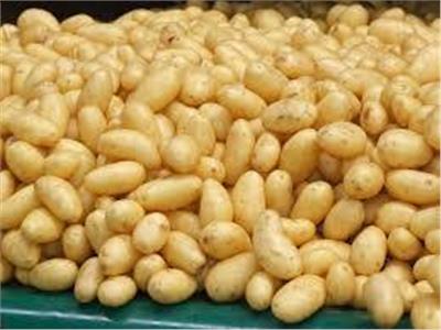 توفير تقاوى البطاطس للزراعة