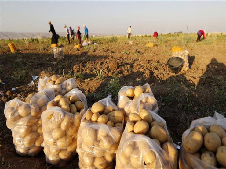 زراعة وجمع وفحص البطاطس لتصديرها