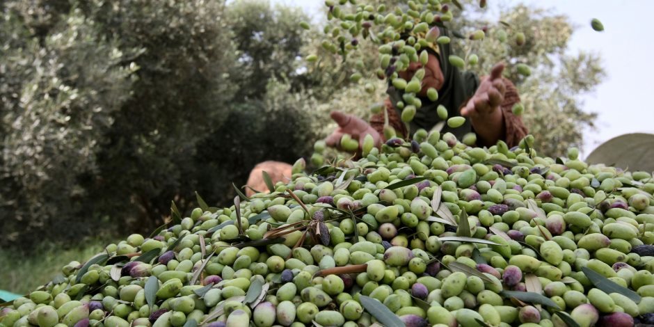 مصر تواصل تقدمها فى زراعة الزيتون