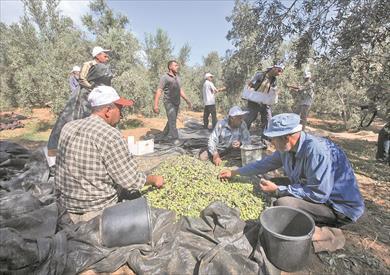 زراعة الزيتون تتقدم فى مصر