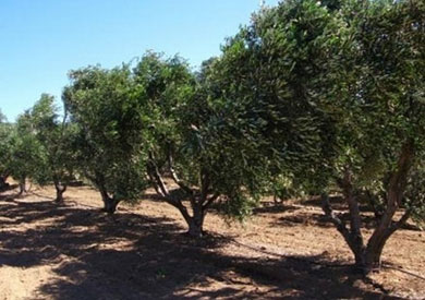 زراعة وإنتاجية الزيتون فى مصر