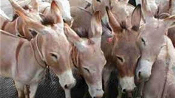 السماح بتصدير 10 آلاف حمار فقط السماح بتصدير 10 آلاف حمار فقط