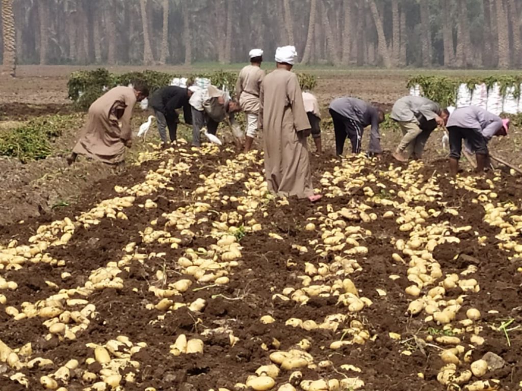زراعة وجمع البطاطس