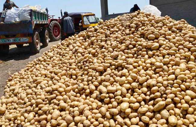 زراعة وإنتاجية البطاطس