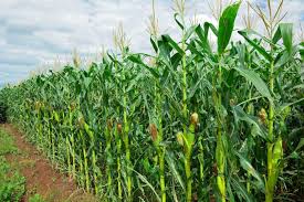 زراعات الذرة تتعرض لأخطار دودة الحشد الخريفية