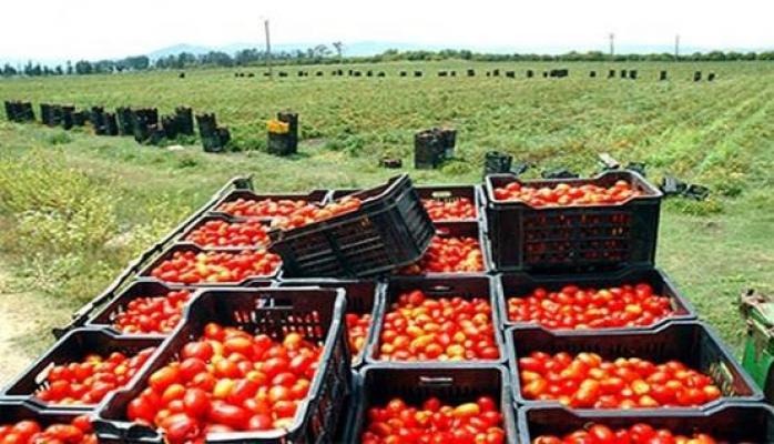 مساحة و إنتاجية الطماطم فى ازدياد سنوياً