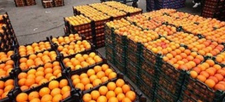 البرتقال يغطى الأسواق ويتم التصدير