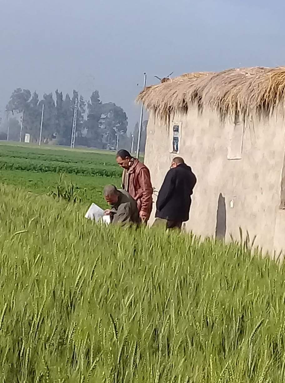 زراعة القمح في مصر لعام 2019.. تحديات وآمال (صور) | صوت الأمة
