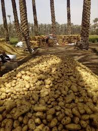 تجميع البطاطس فى داخلالحقول والزراعات