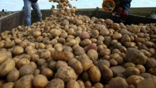 تجميع البطاطس من الحقول