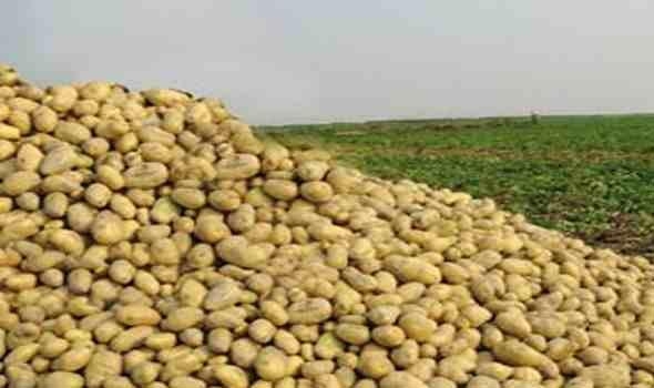 جمع البطاطس من الحقول بعد نضجها